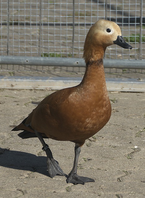 来方向