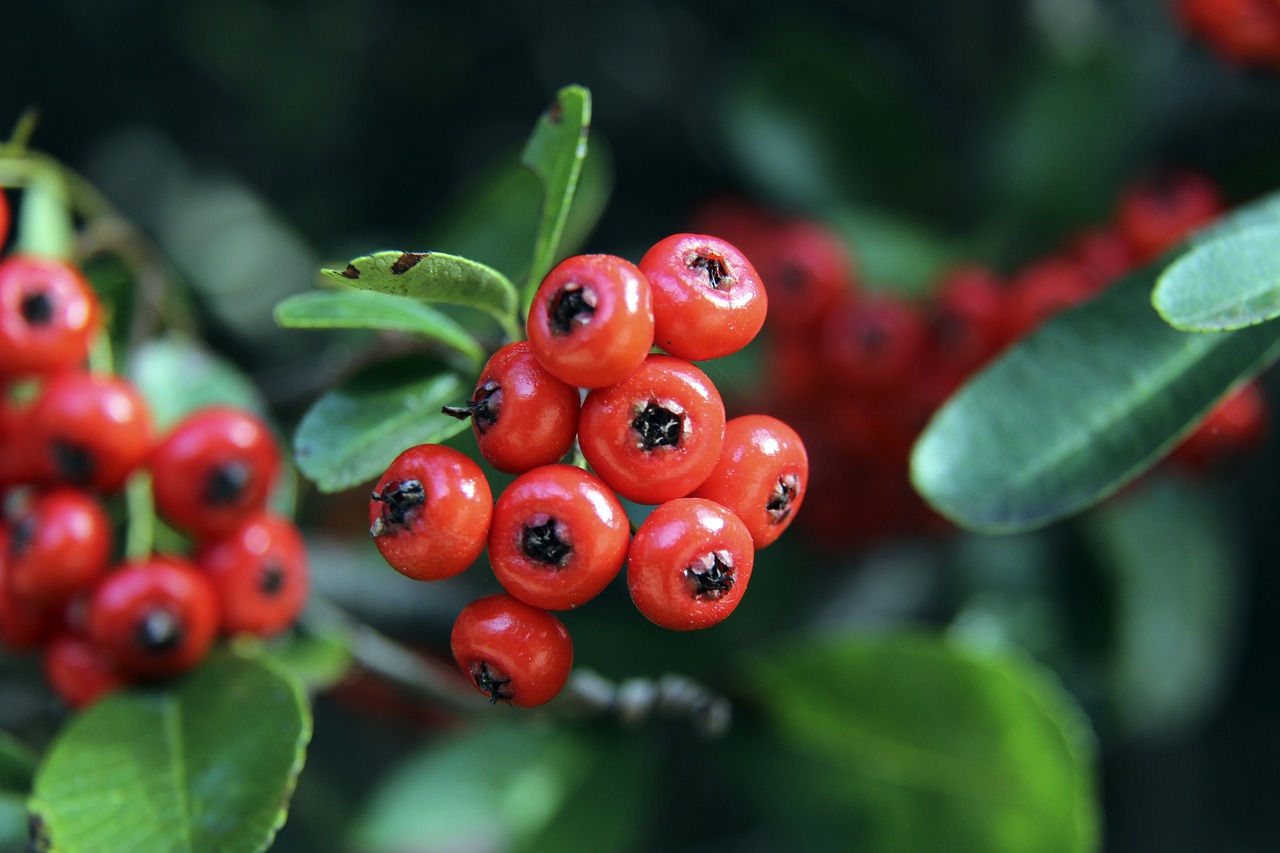 拜仁慕尼黑 拜仁慕尼黑